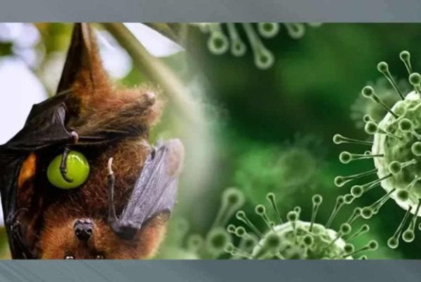 Ancaman virus bawaan kelawar buah itu telah mencetuskan saringan ketat di kebanyakan pintu masuk negara rantau Asia Tenggara. Foto Agensi