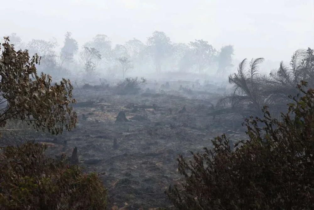 Keadaan ladang tanah gambut di ladang milik PPNJ di Batu 13/14, Air Itam Batu 13/14, Air Hitam. Foto: JBPM Johor