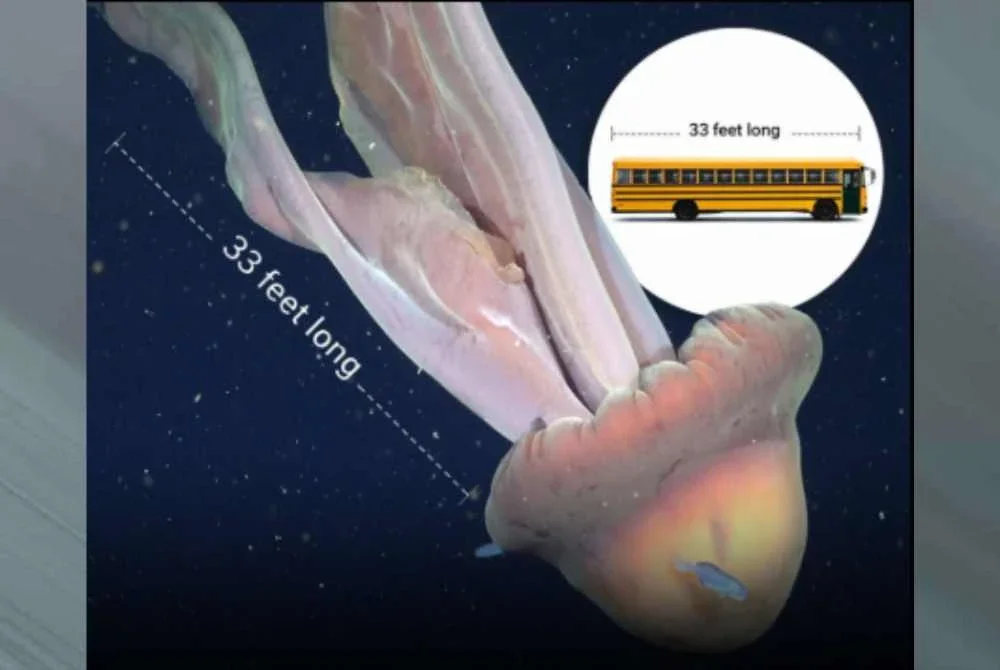 Ia mampu membesar sehingga panjangnya mencecah sebuah bas sekolah.-Agensi