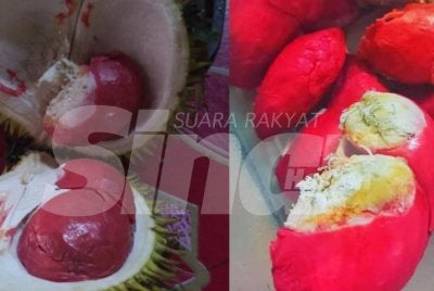 Durian merah merupakan tanaman bermusim yang menjadi makanan tradisi masyarakat Sungai di Tongod, Kinabatangan, Telupid dan Beluran.