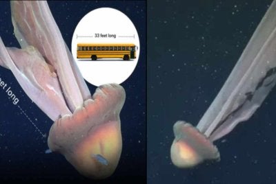 Kemunculan ubur-ubur gergasi yang jarang ditemui, dikenali sebagai Stygiomedusa gigantea atau ubur-ubur hantu gergasi yang boleh membesar sehingga sepanjang sebuah bas sekolah berjaya dirakam. 