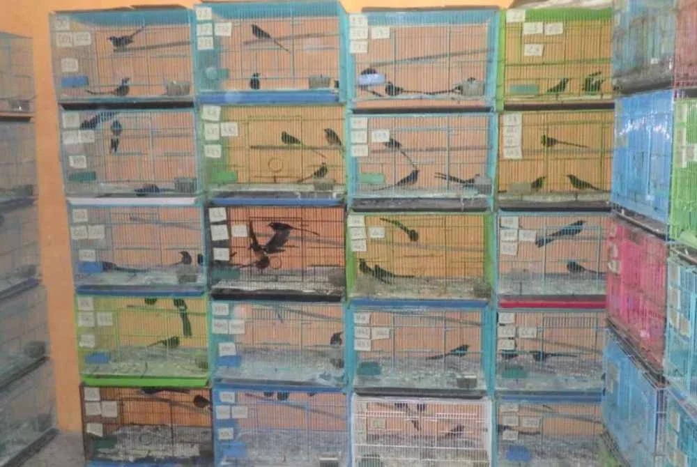 Suspek akan mengumpul spesies burung berkenaan daripada pemburu haram selepas mendapat tempahan daripada individu di Batam. Foto Perhilitan