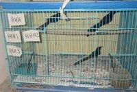 Perhilitan merampas 180 ekor murai batu dalam serbuan di sebuah rumah di Taman Matahari, Kluang pada Ahad. Foto Perhilitan