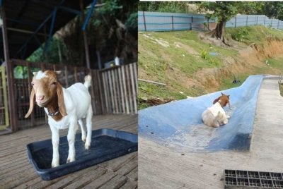 Seekor anak kambing digelar Bobby menjadi tumpuan dengan gelagatnya yang gemar bermain gelongsor di sebuah kandang kambing.