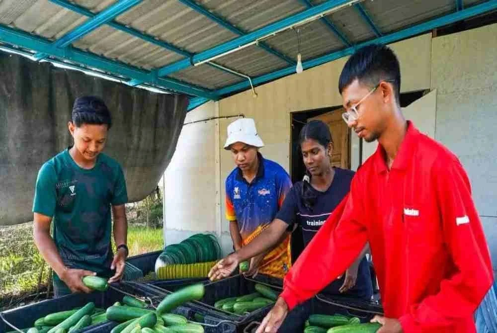 Sebahagian pekerja mengasingkan timun mengikut gred sebelum dipasarkan oleh FAMA.