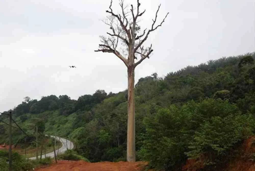 Tualang tua berusia lebih 120 tahun terletak di laluan Gua Musang–Kuala Krai, dekat Kampung Sungai Bayu akhirnya ditebang bagi memberi laluan kepada pembinaan Lebuhraya LTU.
