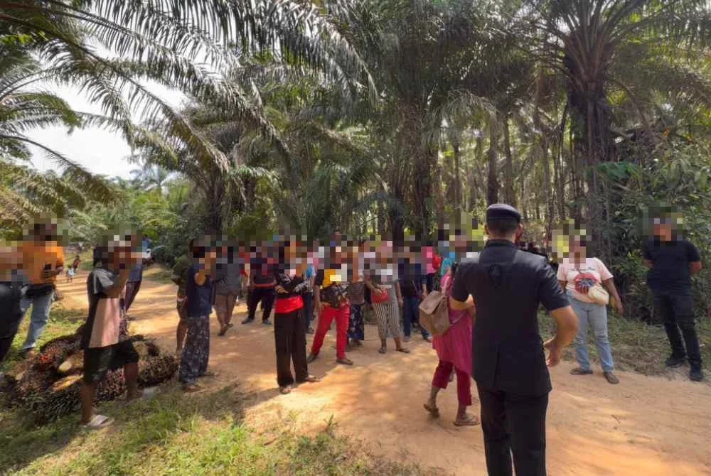 Sekumpulan Orang Asli yang ditahan selepas dipercayai menceroboh dan melakukan kerosakan di kawasan ladang di Rompin pada Isnin. 