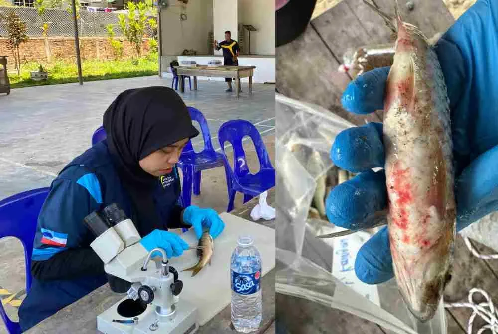 Ketua Unit Kesihatan Ikan, Jabatan Perikanan Sabah, Dr Noorsyarinah Sanudin ketika mengambil sampel ikan kelah.