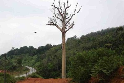 Tualang tua berusia lebih 120 tahun terletak di laluan Gua Musang–Kuala Krai, dekat Kampung Sungai Bayu akhirnya ditebang bagi memberi laluan kepada pembinaan Lebuhraya LTU.