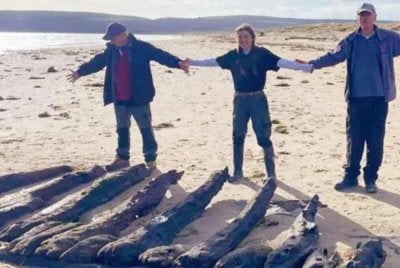 Ahli arkeologi maritim bersama bangkai kayu kapal dari abad ke-17. - Agensi