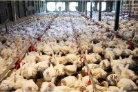 Makanan ayam merupakan komponen kos utama dalam industri penternakan unggas. Foto hiasan
