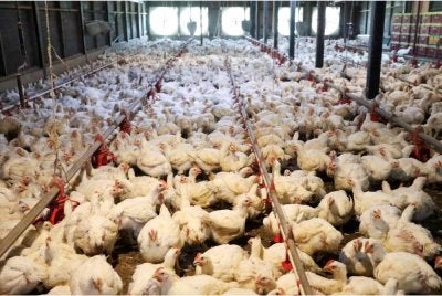 Makanan ayam merupakan komponen kos utama dalam industri penternakan unggas. Foto hiasan
