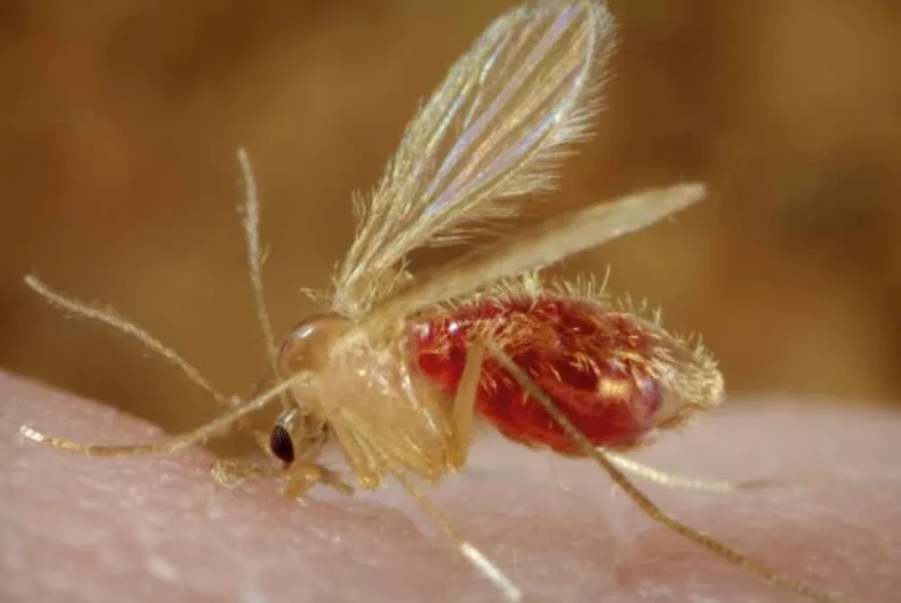 Perubahan iklim telah menyebabkan lalat pasir terus membiak, sekali gus meningkatkan risiko wabak di kawasan baharu. Foto Agensi