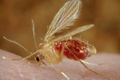 Perubahan iklim telah menyebabkan lalat pasir terus membiak, sekali gus meningkatkan risiko wabak di kawasan baharu. Foto Agensi