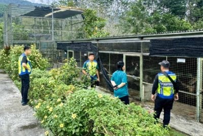 Tindakan mempamerkan seekor beruang madu untuk tarikan awam membawa padah apabila haiwan tersebut dirampas dan pemilik premis ditahan dalam satu serbuan di Kota Marudu pada Khamis.