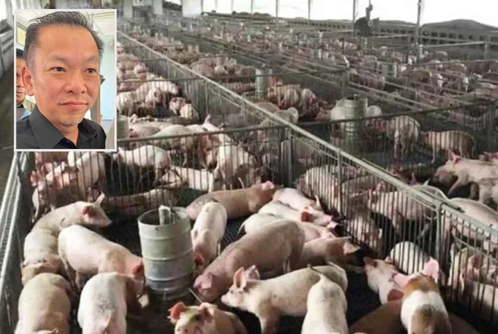 Kadar sara diri (SSL) daging babi negara ketika ini berada pada paras 65 peratus. Gambar kecil: Chan Foong Hin