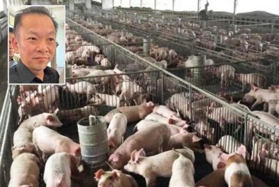 Kadar sara diri (SSL) daging babi negara ketika ini berada pada paras 65 peratus. Gambar kecil: Chan Foong Hin