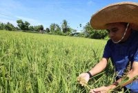 Penambahan pengeluaran padi hanya boleh berlaku dengan pembukaan kawasan baharu dan menambah musim padi kepada lima bagi setiap dua tahun. Gambar hiasan 