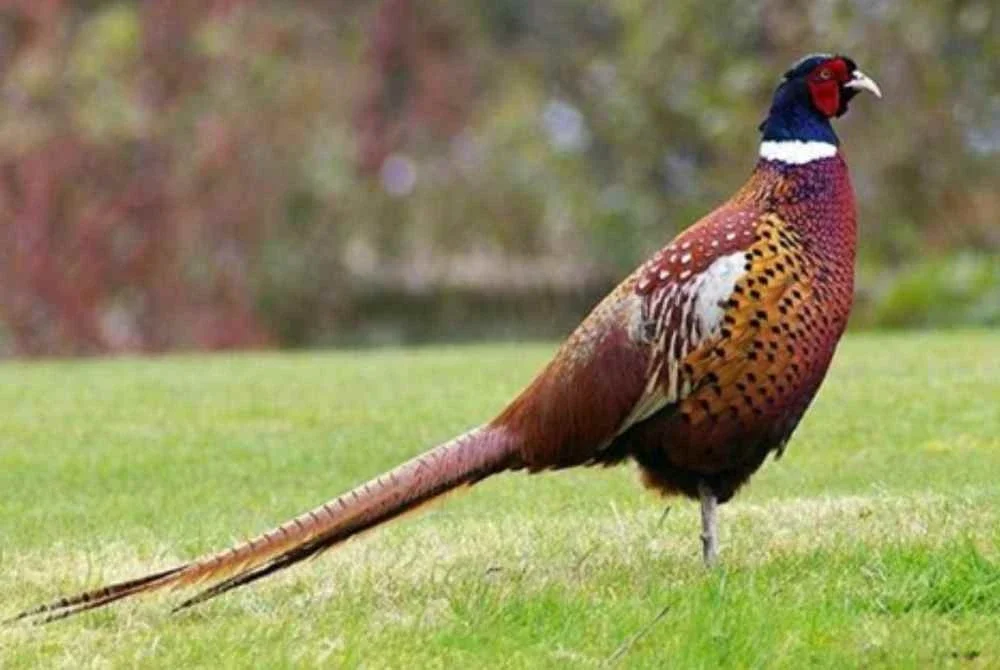 Burung pegar yang disangka sebagai pagar dalam peribahasa sebenarnya menggambarkan orang yang tidak beramanah. Gambar hiasan