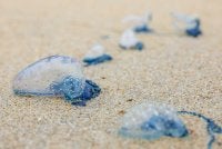 Ubur-ubur beracun itu ditemukan terdampar di beberapa lokasi yang menjadi tumpuan pelancong termasuk Pantai Pandak, Cendering dan Pantai Paka, Dungun.