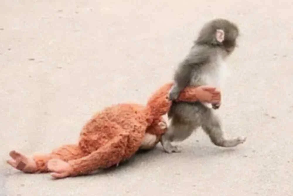 Punch membawa anak patung orang utan itu ke mana sahaja. Foto Agensi