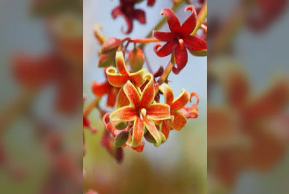 Bunga Kalumpang. - Foto hiasan