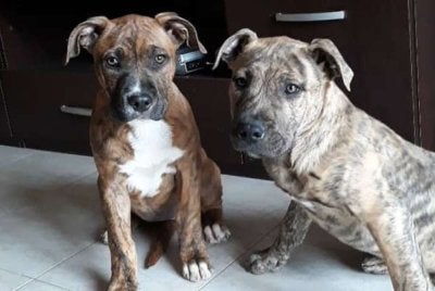 Antara anjing pitbull yang ditemui berhampiran jasad Salvatore Allegrucci di dalam apartmennya. Foto Newsflash