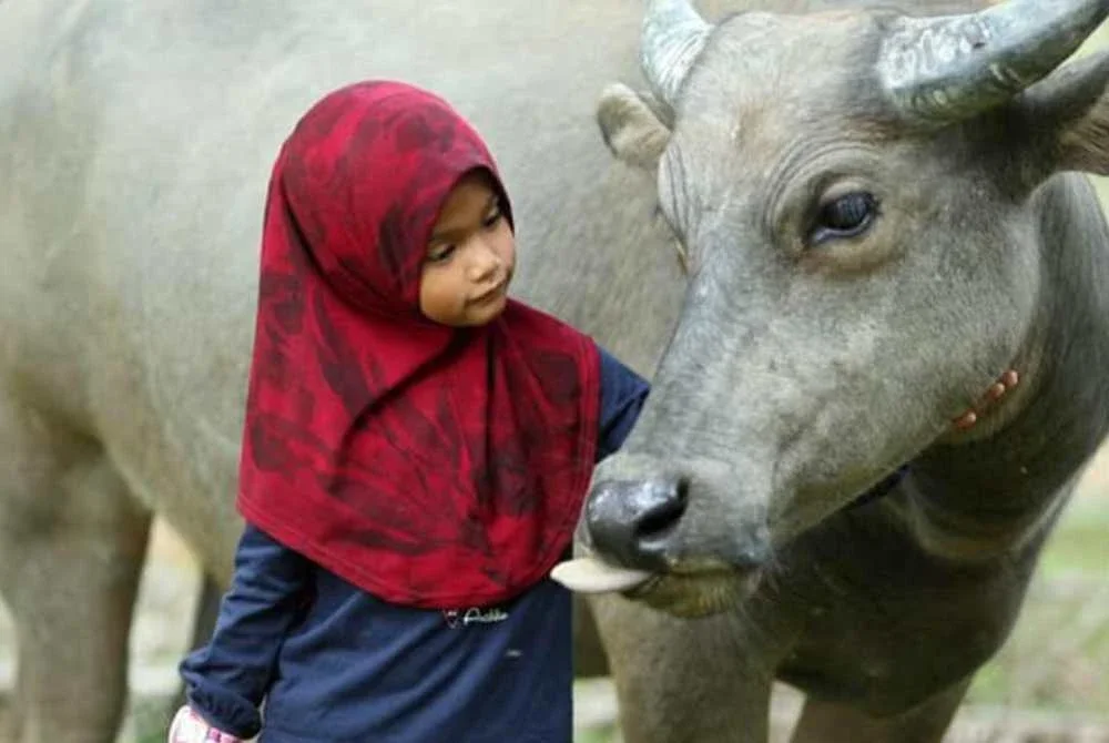 Che Tam rapat dengan haiwan ternakan sejak kecil.