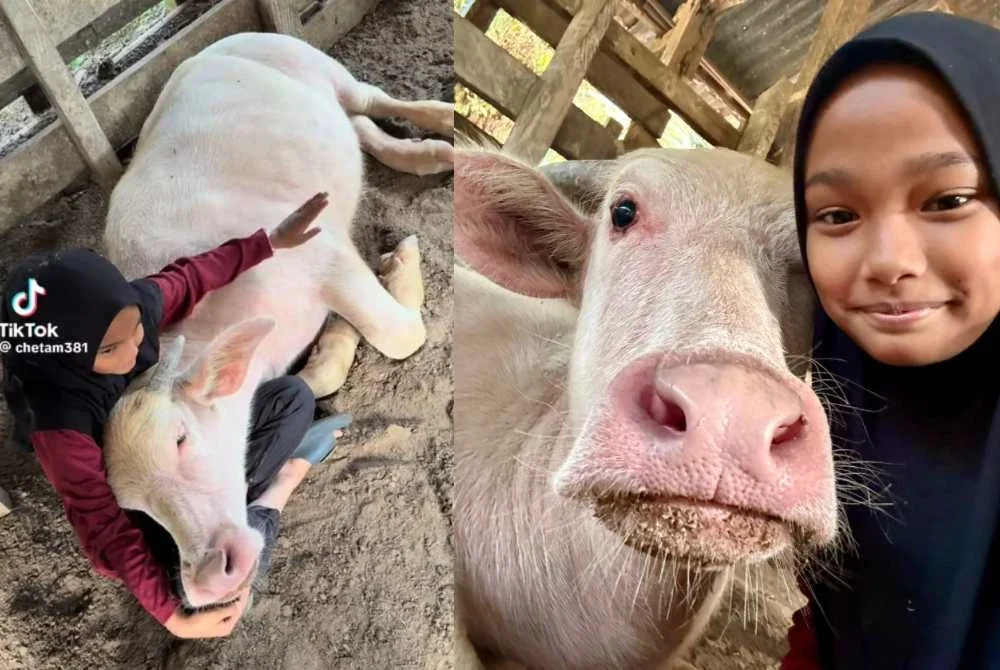 Che Tam lebih seronok meluangkan masa dengan haiwan peliharaannya.