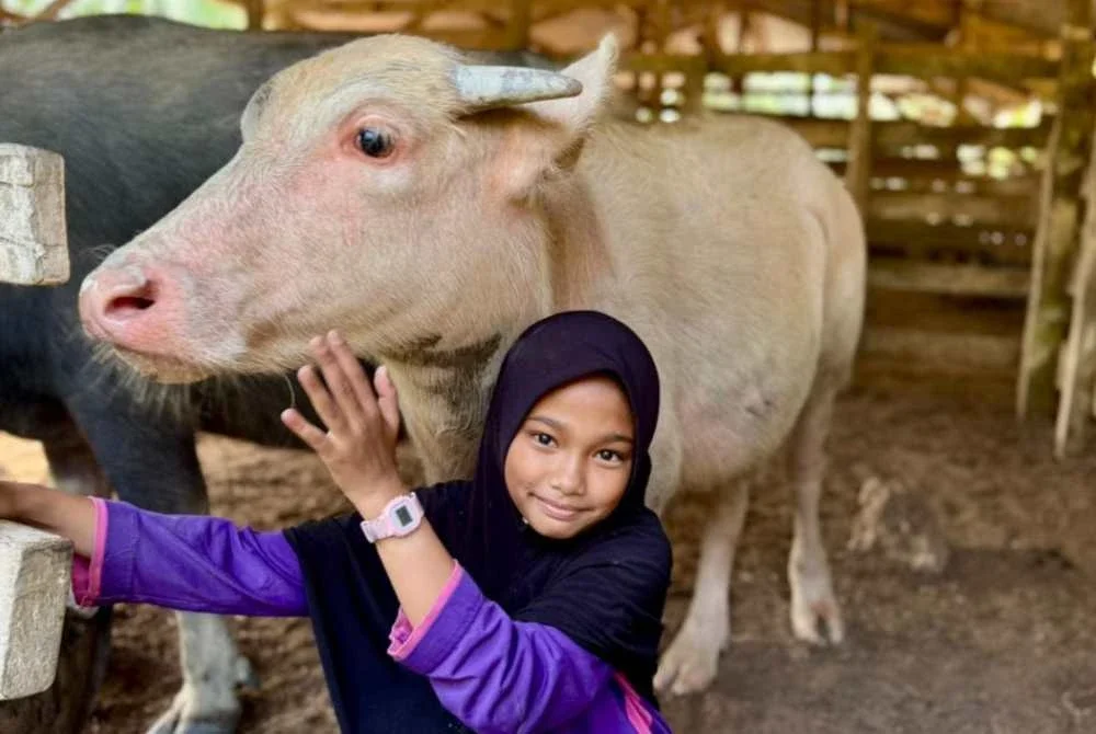 Che Tam seronok bermain dengan lembu dan kerbau dibela keluarganya.