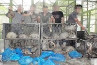 Antara kes rampasan tenggiling yang direkodkan Perhilitan. Foto: Perhilitan