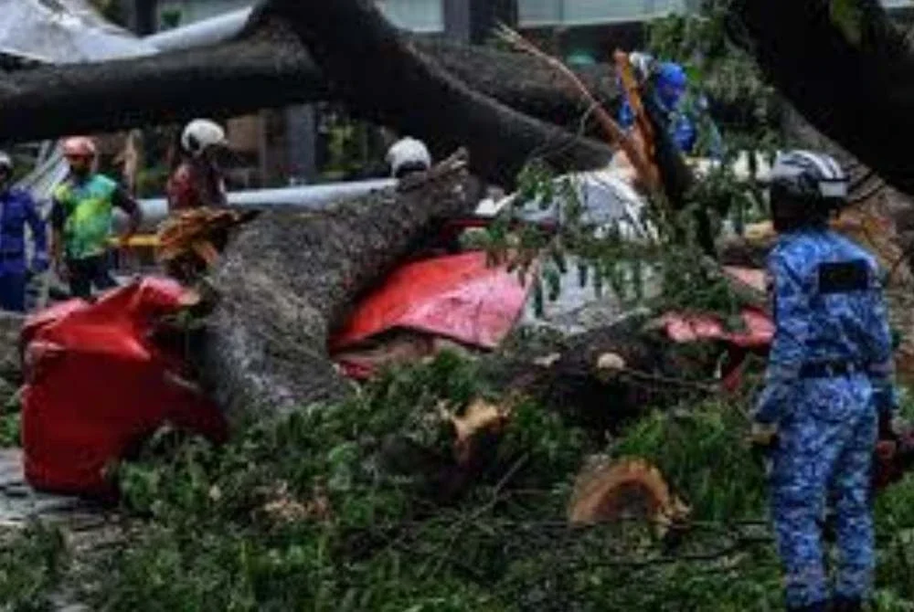 Insiden pokok tumbang ibarat jerangkap samar yang tidak mengenal mangsa. Gambar hiasan