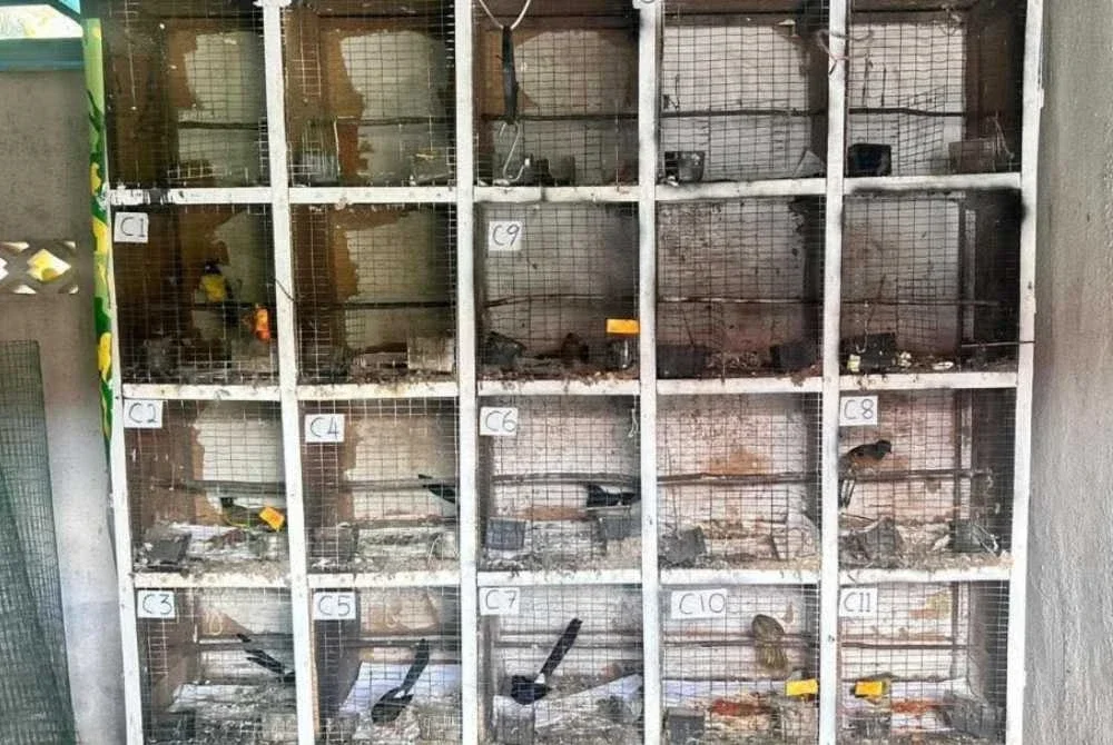 Antara burung yang dirampas dalam serbuan di Sunagi Petani kira-kira jam 12.15 tengah hari pada Ahad.