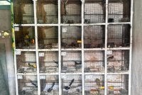 Antara burung yang dirampas dalam serbuan di Sunagi Petani kira-kira jam 12.15 tengah hari pada Ahad.