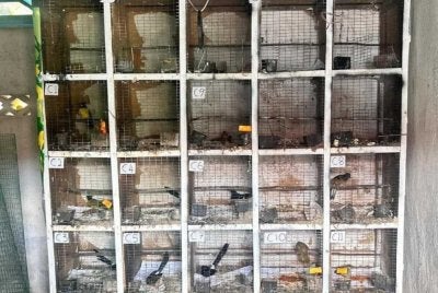 Antara burung yang dirampas dalam serbuan di Sunagi Petani kira-kira jam 12.15 tengah hari pada Ahad.