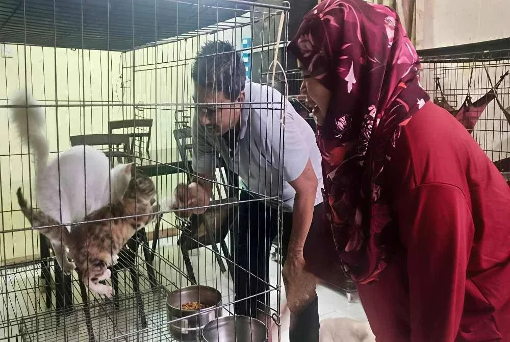 Boy dan isterinya memberi perhatian sepenuhnya terhadap kucing-kucing diselamatkan.