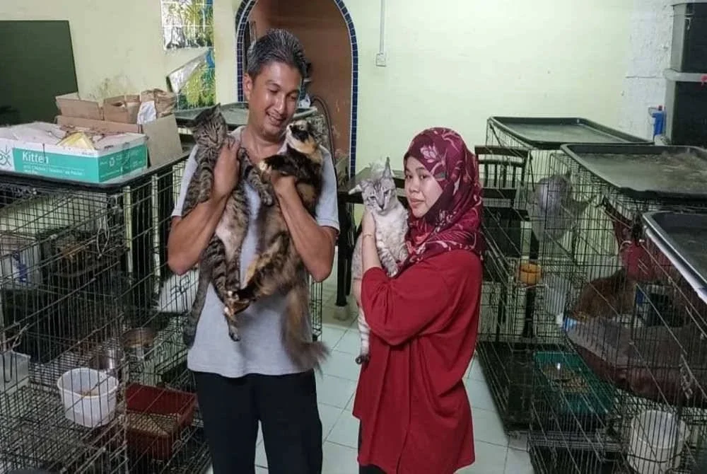 Bermula dari rasa kasihan melihat kucing sakit terbiar dijalanan mendorong pasangan suami isteri menyelamatkan haiwan itu sejak enam tahun lalu.