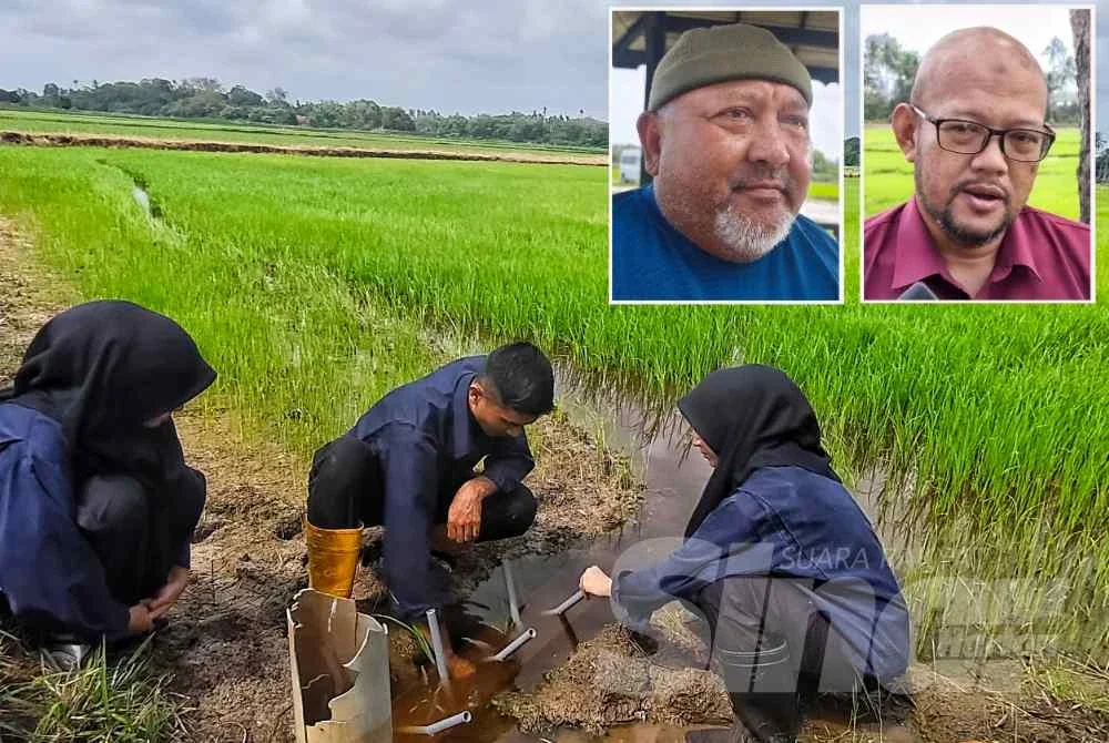 Muhammad Irfan Hafizin (tengah) bersama dua lagi ahli kumpulan memasang cerucuk tiruan siput gondang emas di sawah padi di Pekan pada Selasa. Gambar kecil: Mohd Khairuddin (kiri) dan Emi Faizal