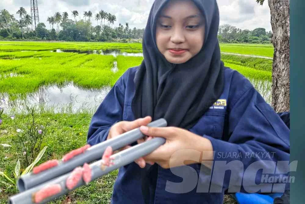 Telur siput gondang emas yang melekat pada paip PVP selepas alat itu dipasang di sawah. 