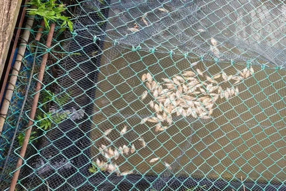 JAS Kedah sedang mengenal pasti sama ada pelepasan sisa air ladang sawit berdekatan Sungai Kerian disyaki punca kematian kira-kira 5,000 ekor ikan tilapia baru-baru ini. FOTO: JAS