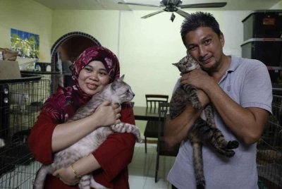 Pasangan suami isteri pencinta kucing di sini sanggup berkongsi rumah dengan hampir 100 kucing jalanan yang diselamatkan.
