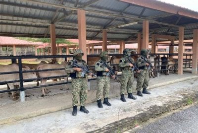 Haiwan rampasan telah diserahkan kepada Maqis Rantau Panjang. FOTO: TDM
