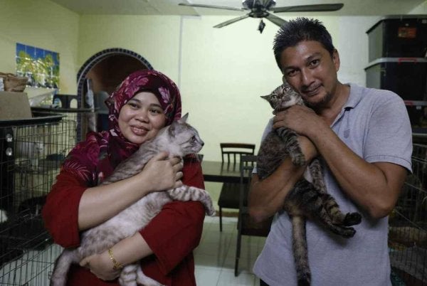 Pasangan suami isteri pencinta kucing di sini sanggup berkongsi rumah dengan hampir 100 kucing jalanan yang diselamatkan.