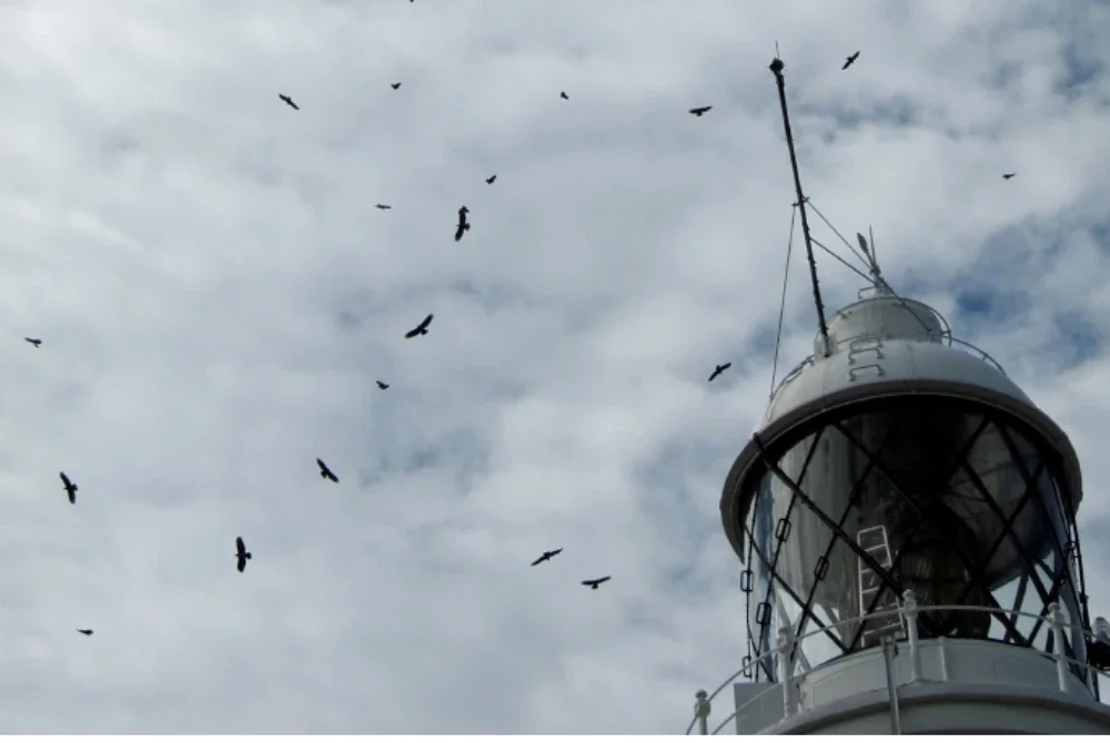 Beberapa spesies migrasi yang direkodkan di sepanjang pantai utara hingga tengah Selangor turut didapati menjadikan kawasan Kapar sebagai sebahagian daripada tempat persinggahan bermusim