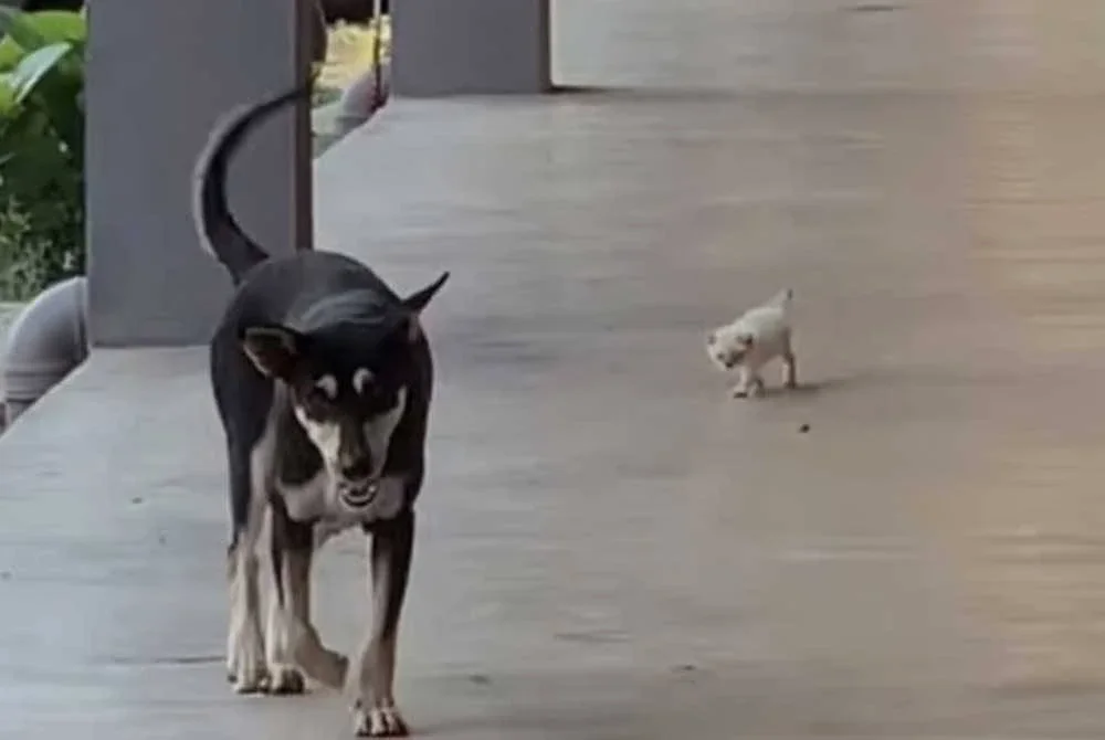 Anjing liar yang diberi nama Kopi mula dikenali ramai selepas videonya bermain dengan anak kucing terbiar tular pada Mac 2024 lalu.