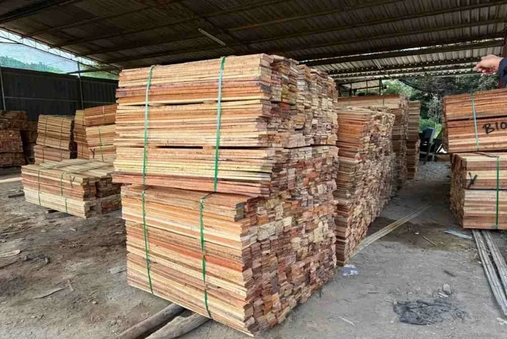 Serbuan sebuah premis pemprosesan kayu hutan secara haram menemui pelbagai saiz kayu untuk tindakan rampasan. Foto: PSP