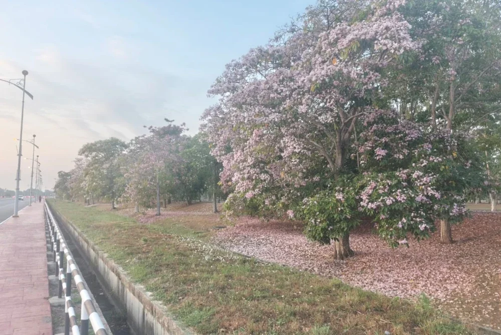 Keindahan bunga tecoma di Jalan Suka Menanti, Alor Setar antara menarik perhatian.