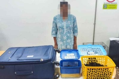 Seorang wanita tempatan ditahan dengan rampasan empat ekor siamang di KLIA Terminal 1, Sepang pada Sabtu. Foto Perhilitan