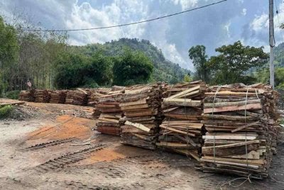 Serbuan sebuah premis pemprosesan kayu hutan secara haram menemui pelbagai saiz kayu untuk tindakan rampasan. Foto: PSP