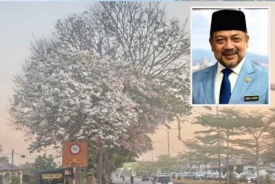 Bunga tecoma yang mekar menceriakan lagi suasana di Jalan Titi Gajah di Alor Setar. Gambar kecil: Datuk Abdul Gafar Yahya